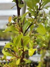 Pyracantha coccinea Firelight, Eldtorn