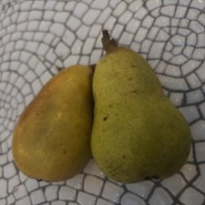 Pyrus communis Moskovskaja (Moskvas Päron)