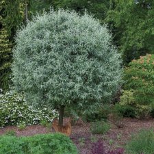 Pyrus salicifolia Pendula, Silverpäron