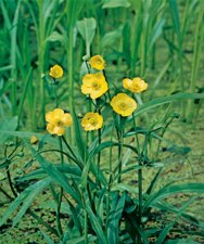 Ranunculus lingua Grandiflora, Sjöranunkel, P9cm