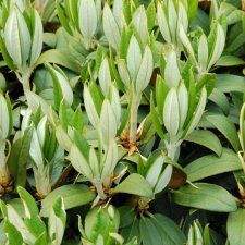 Rhododendron taliense Honigduft, Dalirododendron, 30-40 C5