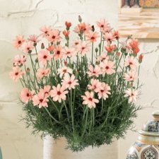 Rhodanthemum hosmariense Zagora ® Orange