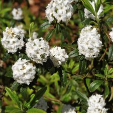 Rhododendron ledodendron Arctic Tern, Dvärgrododendron, 20-25 C2