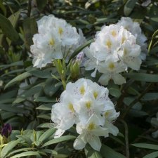 Rhododendron cataw. Album, Rododendron