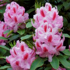 Rhododendron cauca. Furnivall´s Daughter - Inkarho