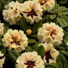 Rhododendron wardii Goldbukett, Rododendron, 30-40 C5