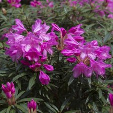 Rhododendron ponticum Graziella, Rododendron