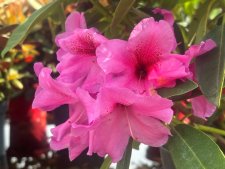 Rhododendron hybr. Midnight