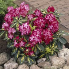 Rhododendron hybr. President Roosevelt