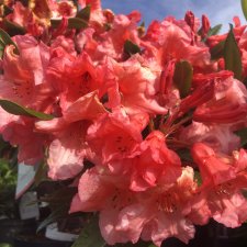 Rhododendron hybr. Tortoiseshell Orange, Rododendron