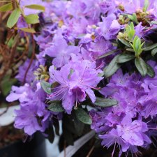 Rhododendron impeditum Blumeria, Dvärgrododendron, 20-25 C2