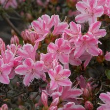 Rhododendron japonica Kermesinum Rosé, Japansk Azalea