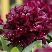Rhododendron hybr. Midnight Beauty, Rododendron, 30-40 C5