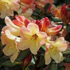 Rhododendron hybr. Nancy Evans, Rododendron, 40-50 C5