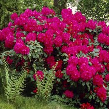 Rhododendron cataw. Nova Zembla, Rododendron