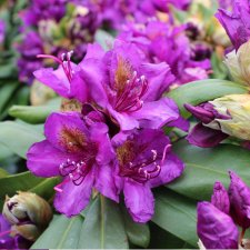 Rhododendron ponticum Marcel Menard - Inkarho, Rododendron Inkarho