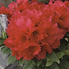 Rhododendron arboreum Red Jack, Rododendron
