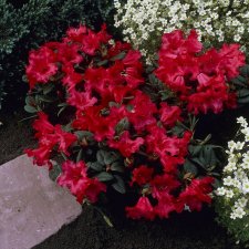 Rhododendron forrestii Scarlet Wonder, Dvärgrododendron