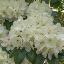 Rhododendron wardii Bellini - Inkarho