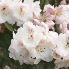 Rhododendron williamsianum Gartendirektor Rieger