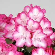 Rhododendron pont. hybr. XXL ®
