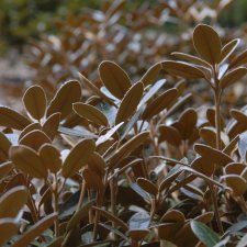 Rhododendron yak. Queen Bee