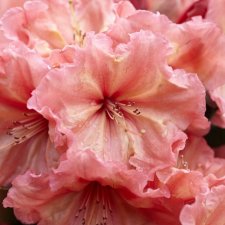 Rhododendron yak. Sun Glory