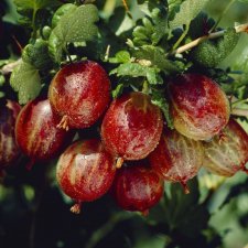 Ribes grossularia Easycrisp ® Lady Late ®, Röda Krusbär