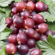 Ribes grossularia Easycrisp ® Madame Sanssouci ®
