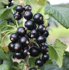 Ribes nigrum Lowberry® Little Black Sugar, Svarta Vinbär, C5