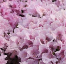 Rhododendron keleticum Robert Seleger, Dvärgrododendron, 20-25 C3