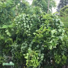 Robinia pseudoacacia Lace Lady ® (Twisty Baby), Skruvrobinia, 80 stam C4