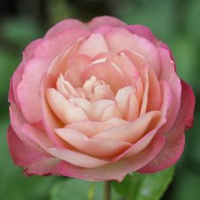 Rosa floribunda Acropolis ®