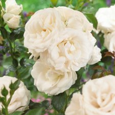 floribunda Aspirin Rose ® (Taniripsa), Floribundaros, C4
