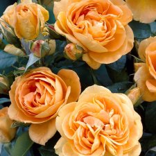 floribunda Bernstein-Rose ® (Taneitber), Floribundaros, C4