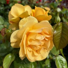 Rosa floribunda Julia Child ® (Absolutely Fabulous)