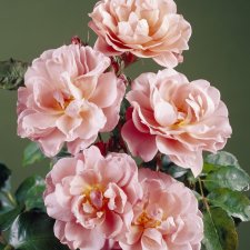 floribunda Lavender Pinocchio, Floribundaros