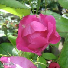 Rosa floribunda Rödhätte C4