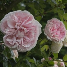 Giardina ® (L´Alhambra ®), Klätterros