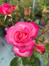 Rosa Harlekin ®