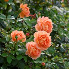 austin Lady of Shalott (Ausnyson), Engelsk Buskros, C6