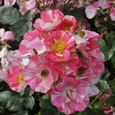 Rosa floribunda Mind Games ®