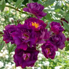 multiflora Violette, Klätterros, C4