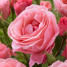 grandiflora Queen Elisabeth, Grandifloraros