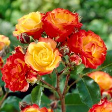 floribunda Rumba, Floribundaros, C4