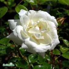 Rosa wichuraiana White New Dawn C4