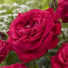 tehybrid Dame de Coeur (Queen of Hearts), Tehybridros