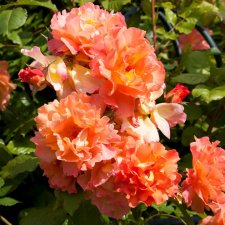 Westerland (Korwest), Modern Buskros, C4