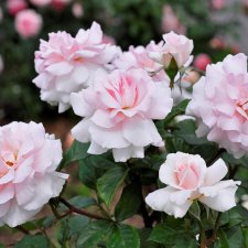 tehybrid A Whiter Shade of Pale (Peafanfare), Tehybridros, C4