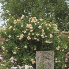 Rosa austin Wollerton Old Hall ® Howard Rice David Austin Roses